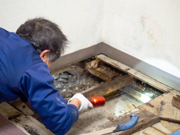  Spring Hill, FL Mold Removal Pros