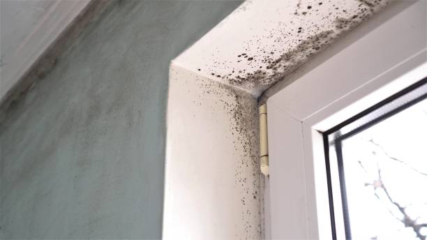 Best Commercial Mold Removal  in Spring Hill, FL