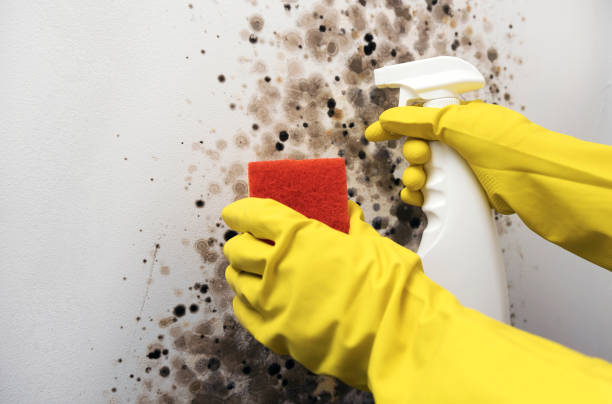 Best Home Mold Removal  in Spring Hill, FL