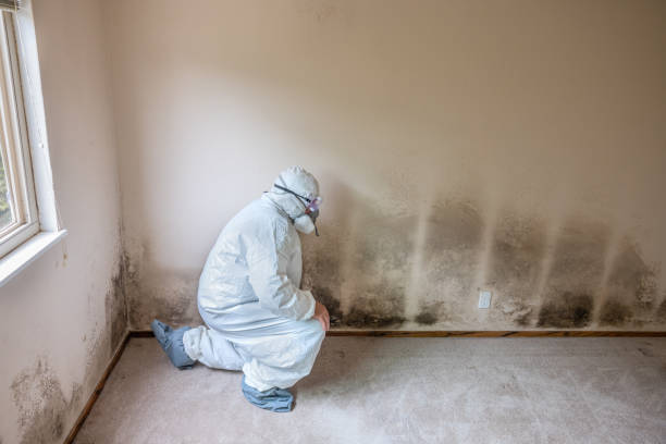 Crawl Space Mold Removal in Spring Hill, FL