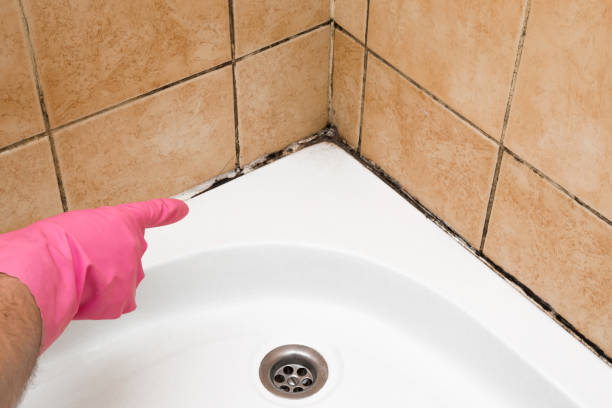 Best Local Mold Removal Service  in Spring Hill, FL